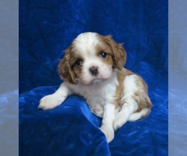 Medium Photo #7 Cavalier King Charles Spaniel Puppy For Sale in NORWOOD, MO, USA