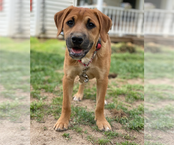 Medium Photo #6 Retriever -Unknown Mix Puppy For Sale in Holly Springs, NC, USA