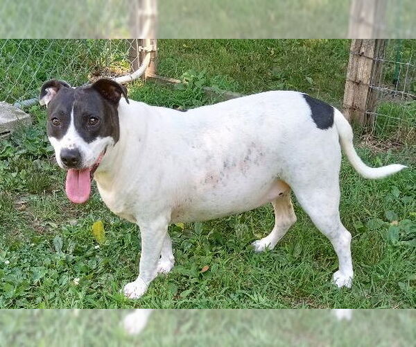 Medium Photo #3 Mutt Puppy For Sale in Cabool, MO, USA