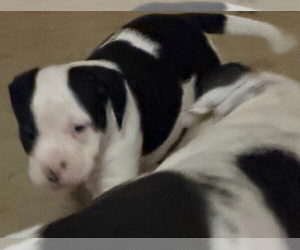 Medium Photo #3 American Bulldog Puppy For Sale in INDEPENDENCE, MO, USA