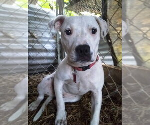 Labrador Retriever-Unknown Mix Dogs for adoption in Fairfax, VA, USA