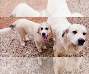 Great Pyrenees Puppy for sale in COOKEVILLE, TN, USA