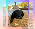 Sara - Female YorkiePoo-Yorkshire Terrier Mix Puppy for Sale - Photo #2
