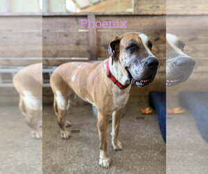Great Dane Dogs for adoption in Palm Beach, FL, USA