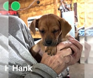 Beagle-Unknown Mix Dogs for adoption in Oakhurst, NJ, USA