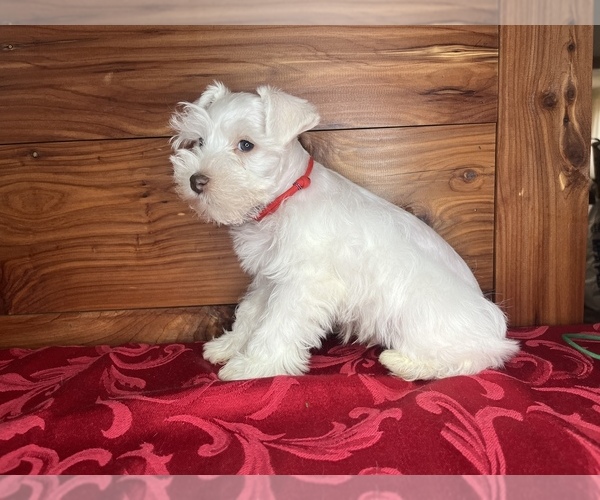 Medium Photo #7 Schnauzer (Miniature) Puppy For Sale in BIG CABIN, OK, USA