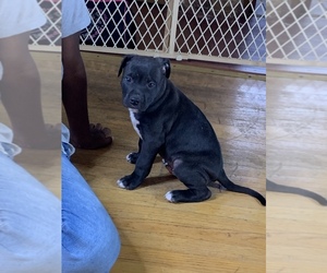 American Pit Bull Terrier Puppy for sale in CALUMET CITY, IL, USA