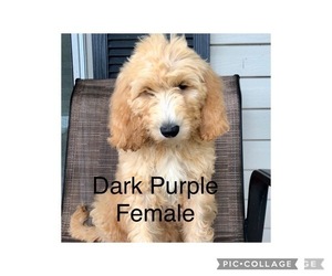 Goldendoodle-Poodle (Standard) Mix Puppy for sale in MINFORD, OH, USA