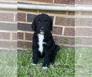 Sheepadoodle Puppy for sale in GREENVILLE, SC, USA