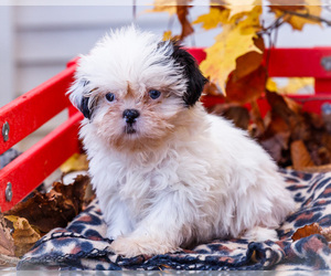 Medium Shih Tzu
