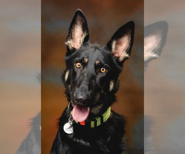 Medium Photo #1 German Shepherd Dog Puppy For Sale in West Sacramento, CA, USA