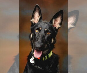 German Shepherd Dog Dogs for adoption in West Sacramento, CA, USA