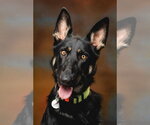 Otti - Female German Shepherd Dog Dog for Adoption - Small photo
