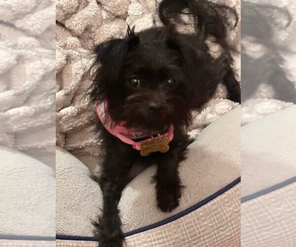 Medium Photo #4 Mutt Puppy For Sale in Mundelein, IL, USA