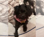 Small #3 Mutt