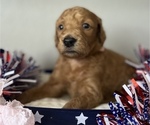 Small Photo #12 Goldendoodle Puppy For Sale in CAPE CORAL, FL, USA