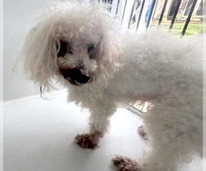 Poodle (Toy) Dogs for adoption in Houston, TX, USA