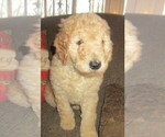 Small Photo #12 Goldendoodle Puppy For Sale in LINCOLN, AL, USA