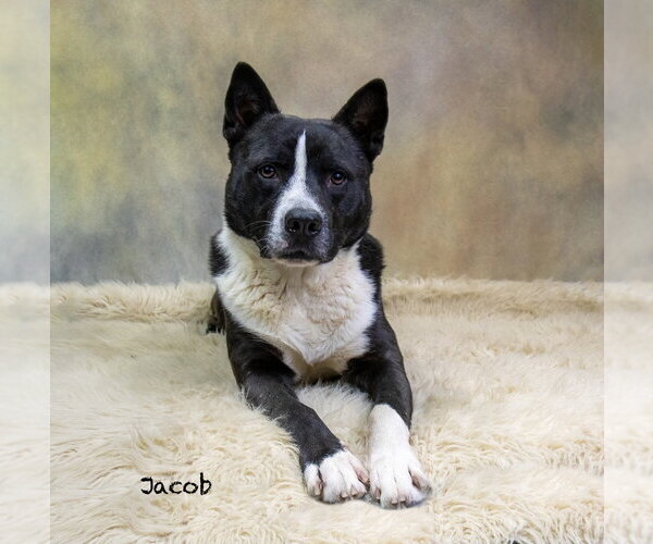 Medium Photo #1 Akita-Unknown Mix Puppy For Sale in Hot Springs Village, AR, USA