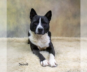 Akita-Unknown Mix Dogs for adoption in Hot Springs Village, AR, USA