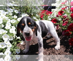 Small Photo #4 Bluetick Coonhound-English Springer Spaniel Mix Puppy For Sale in SHILOH, OH, USA