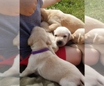 Small Photo #15 Labrador Retriever Puppy For Sale in JACKSON, MN, USA