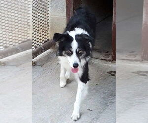 Australian Shepherd Dogs for adoption in Winter Park, CO, USA