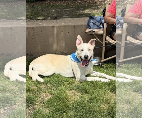 Medium Photo #3 Siberian Husky-Unknown Mix Puppy For Sale in Omaha, NE, USA