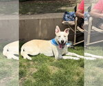 Small #2 Siberian Husky Mix