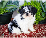 Puppy Blain Shih Tzu