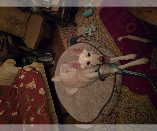 Medium Photo #6 - Mix Puppy For Sale in Winston Salem, NC, USA