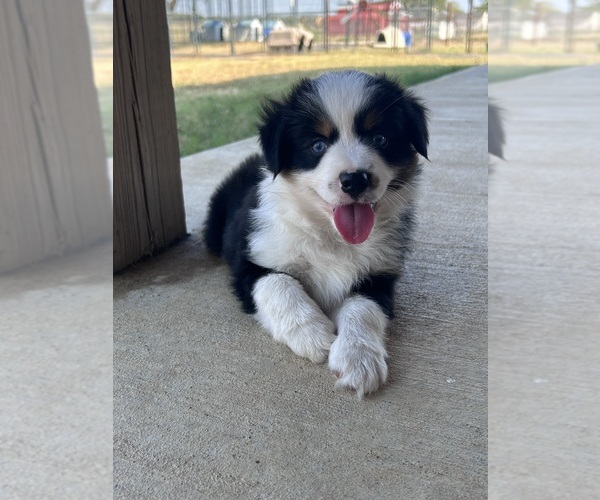 Medium Photo #9 Miniature Australian Shepherd Puppy For Sale in CANTON, TX, USA