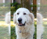 Small #14 Great Pyrenees