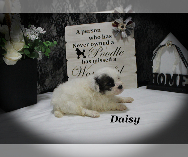 Medium Photo #17 Poodle (Toy) Puppy For Sale in CHANUTE, KS, USA