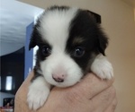 Small Photo #3 Miniature Australian Shepherd Puppy For Sale in AUSTIN, MN, USA