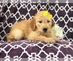 Small Photo #14 Goldendoodle Puppy For Sale in LAKELAND, FL, USA