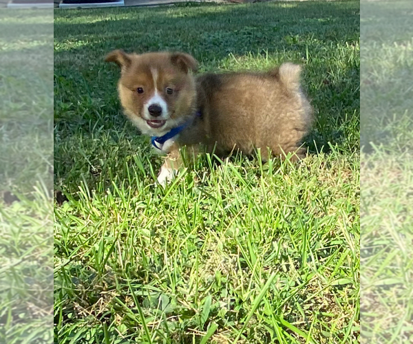 Medium Photo #1 Pembroke Welsh Corgi Puppy For Sale in INDEPENDENCE, MO, USA