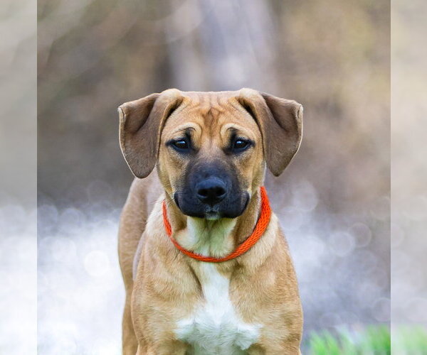 Medium Photo #4 Mutt Puppy For Sale in Unionville, PA, USA