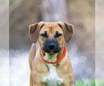 Small #3 Mutt