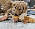 Small Photo #19 Golden Retriever Puppy For Sale in EARLHAM, IA, USA