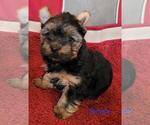 Small #6 Yorkshire Terrier