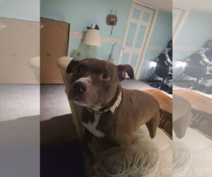 ZEKE (COURTESY POST) - Male American Staffordshire Terrier-Unknown Mix Dog for Adoption - Photo #2