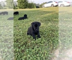Small Photo #7 Labrador Retriever Puppy For Sale in ADAIRSVILLE, GA, USA