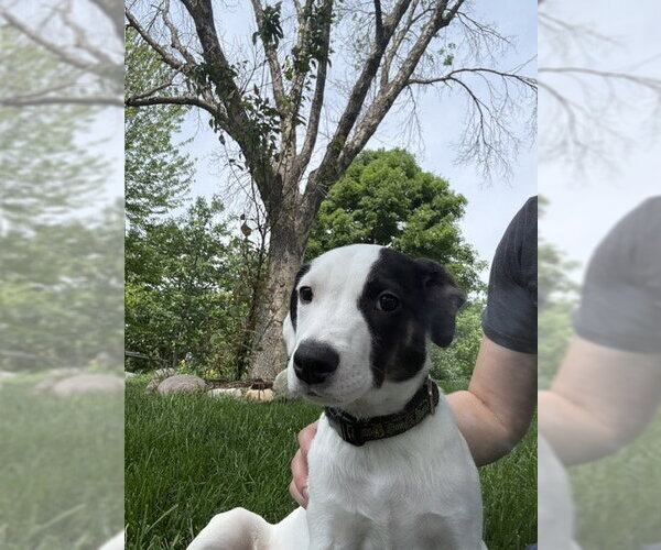 Medium Photo #4 Collie-Unknown Mix Puppy For Sale in St. Louis Park, MN, USA