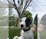 Small #3 Collie Mix