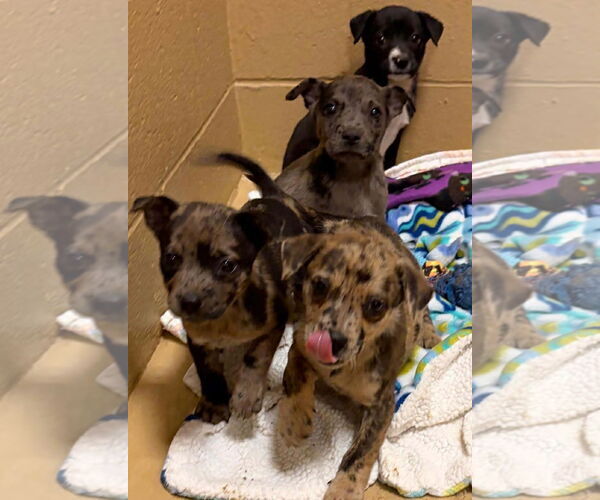 Medium Photo #7 Catahoula Leopard Dog-Unknown Mix Puppy For Sale in Rockaway, NJ, USA