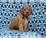 Small #7 Cocker Spaniel-Poodle (Miniature) Mix