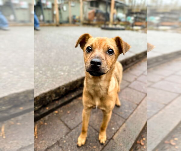 Medium Photo #7 Mutt Puppy For Sale in Arlington, WA, USA