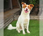 Small #1 Australian Shepherd