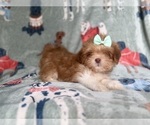 Small #1 Lhasa Apso